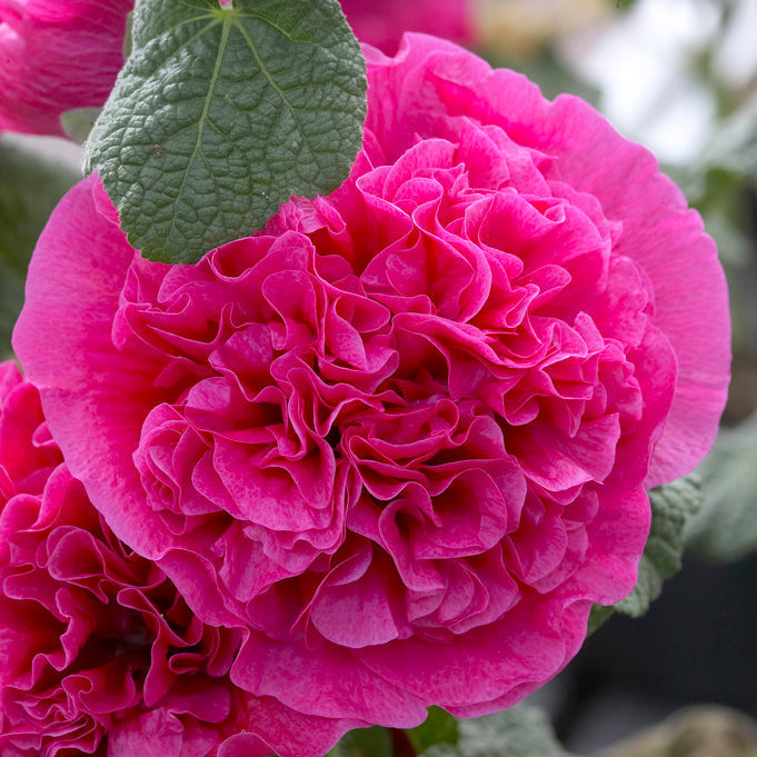 Holly Hock Flower seeds for Planting Garden Favorite Heirloom & GMO Free Seeds for Home Garden 
 
 Sale for planting in home garden