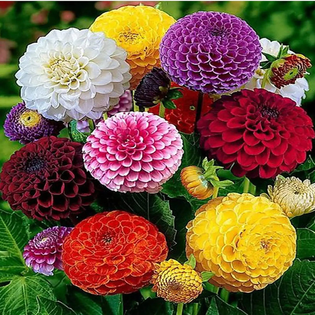 High quality Mix Dahlia Fantasy Flower seeds for Planting Drought Tolerant, Heirloom & GMO Free Seeds for Home Garden seeds pack