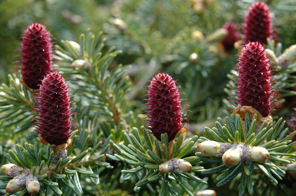Premium Abies Koreana Flower seeds for Planting Shade Tolerant, Heirloom & GMO Free Seeds for Home Garden seeds