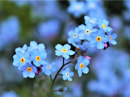 Forget Me Not Flower seeds for Planting Hardy Variety Heirloom & GMO Free Seeds for Home Garden