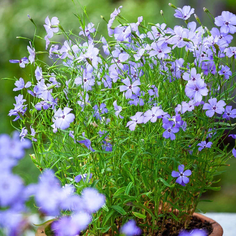 High quality Blue Oculata Flower seeds for Planting Bright Blooms, Heirloom & GMO Free Seeds for Home Garden seeds pack