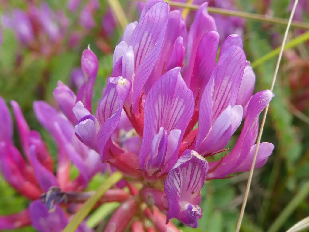 Premium Astragalus Flower seeds for Planting Fragrant Blossoms, Heirloom & GMO Free Seeds for Home Garden seeds