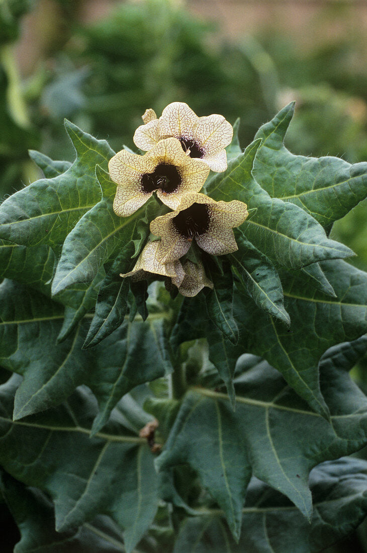 High quality Cream Henbane Flower seeds for Planting Vibrant Colors, Heirloom & GMO Free Seeds for Home Garden seeds pack