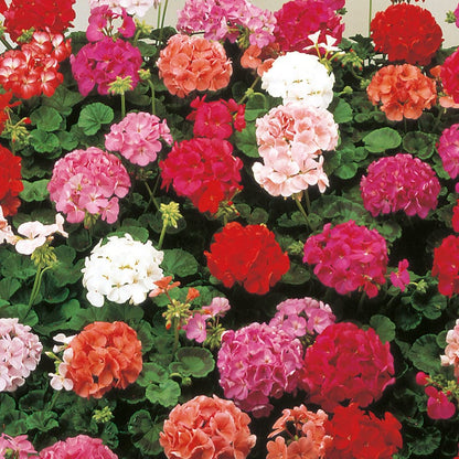 Mixed Climbing Geranium Seeds for Planting, Heirloom Non-GMO Flowers for Home Garden