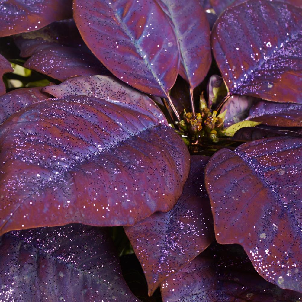 Premium Purple Poinsettia Flower seeds for Planting Long Bloom Season, Heirloom & GMO Free Seeds for Home Garden seeds