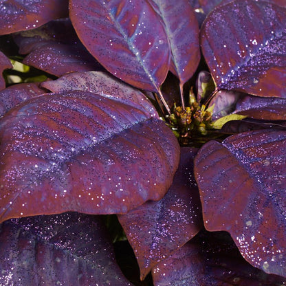 Premium Purple Poinsettia Flower seeds for Planting Long Bloom Season, Heirloom & GMO Free Seeds for Home Garden seeds