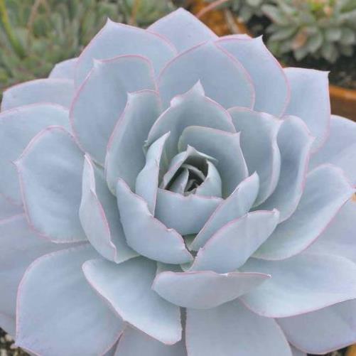 Premium Echeveria Flower seeds for Planting Vibrant Colors, Heirloom & GMO Free Seeds for Home Garden seeds