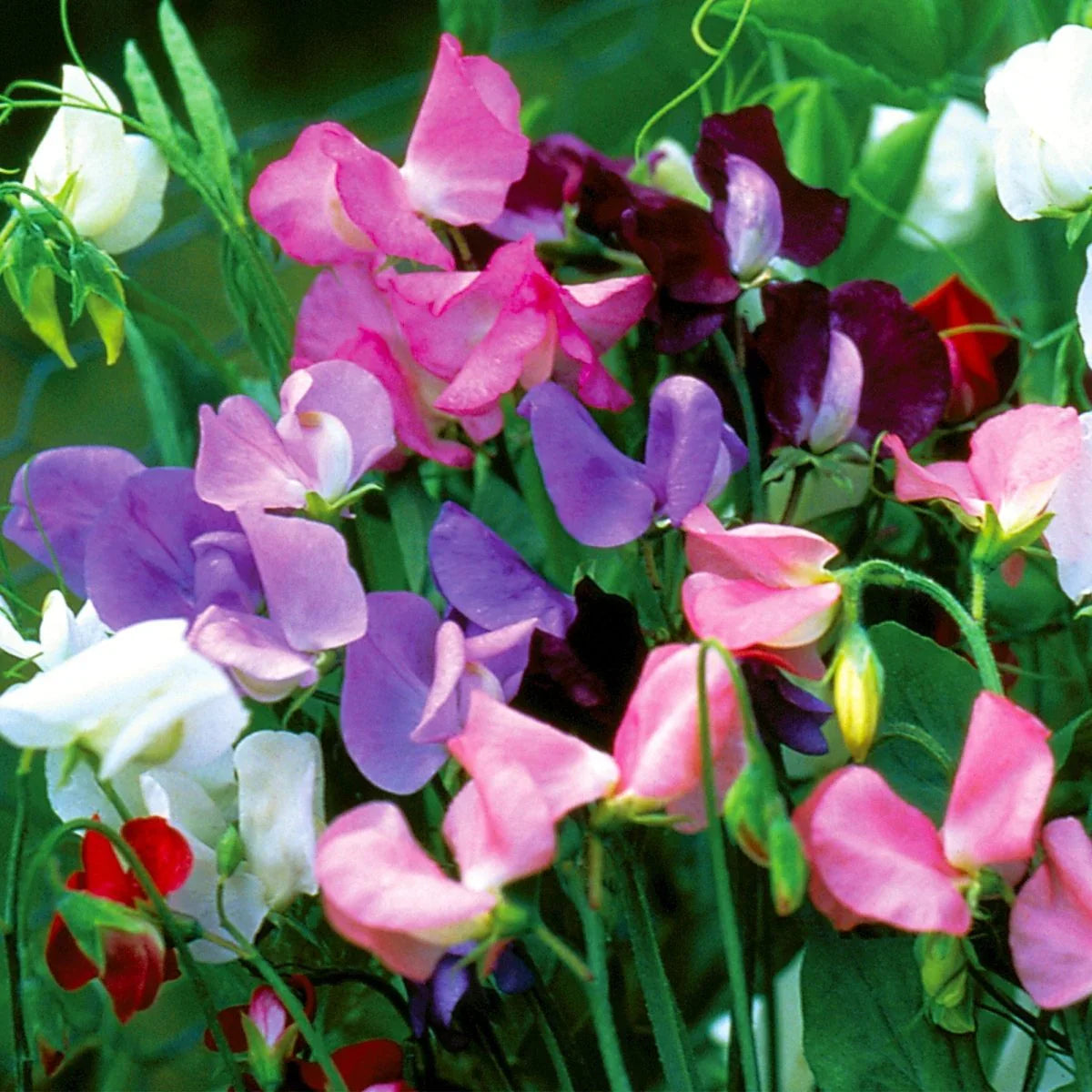 Heirloom Pea Flower seeds for Planting Wildflower Mix Heirloom & GMO Free Seeds for Home Garden