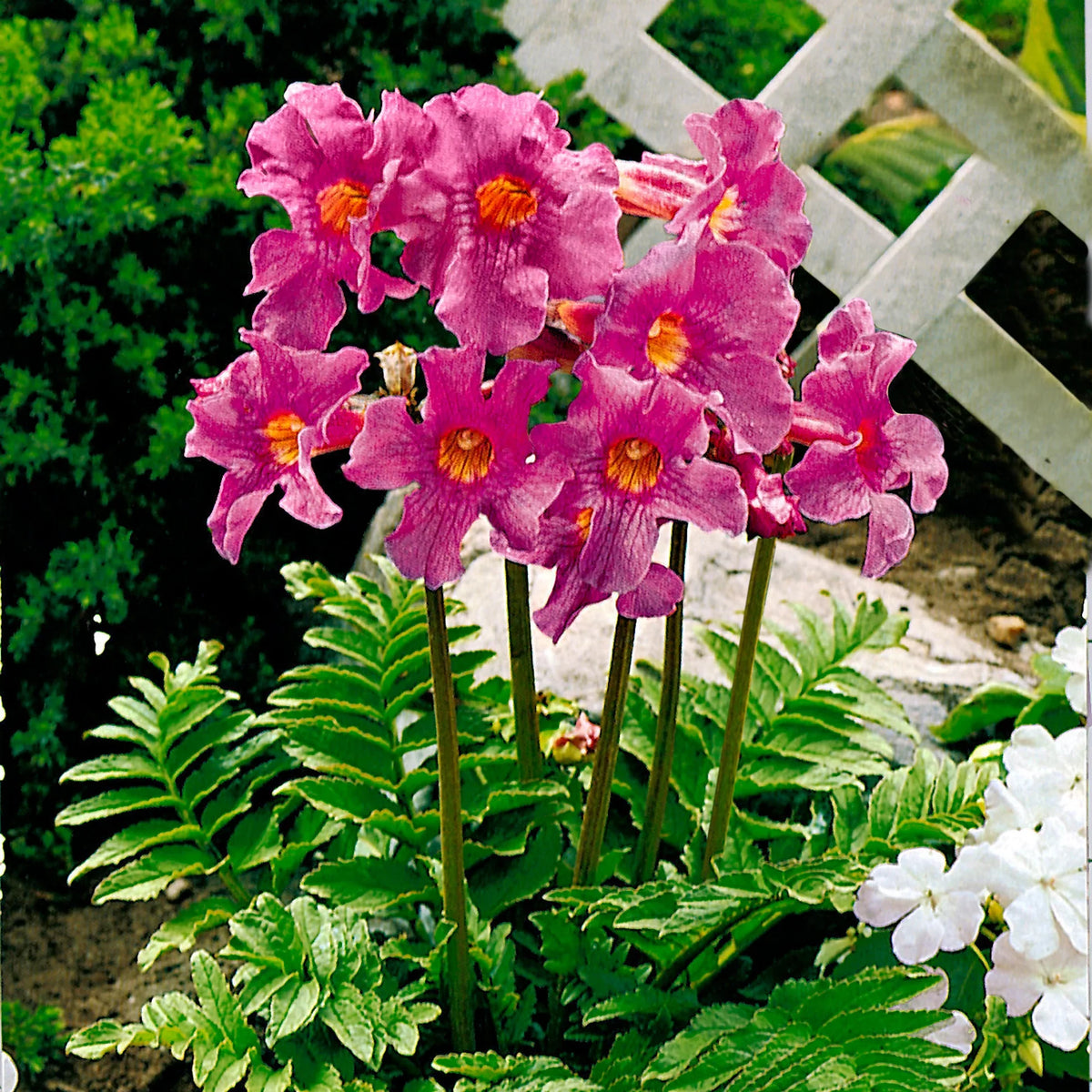 Dark Pink Fern Flower seeds for Planting - Compact Growth, Heirloom & GMO Free Seeds for Home Garden
