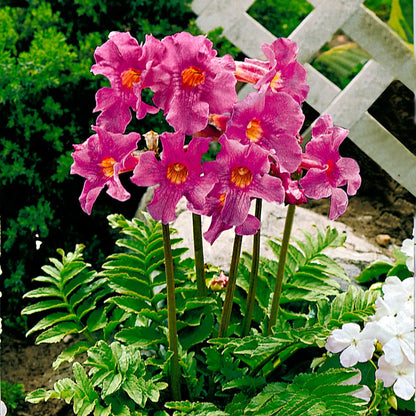 Dark Pink Fern Flower seeds for Planting - Compact Growth, Heirloom & GMO Free Seeds for Home Garden