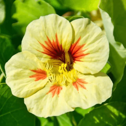 Yellow Peach Nasturtium Flower seeds for Planting Long Bloom Season Heirloom & GMO Free Seeds for Home Garden