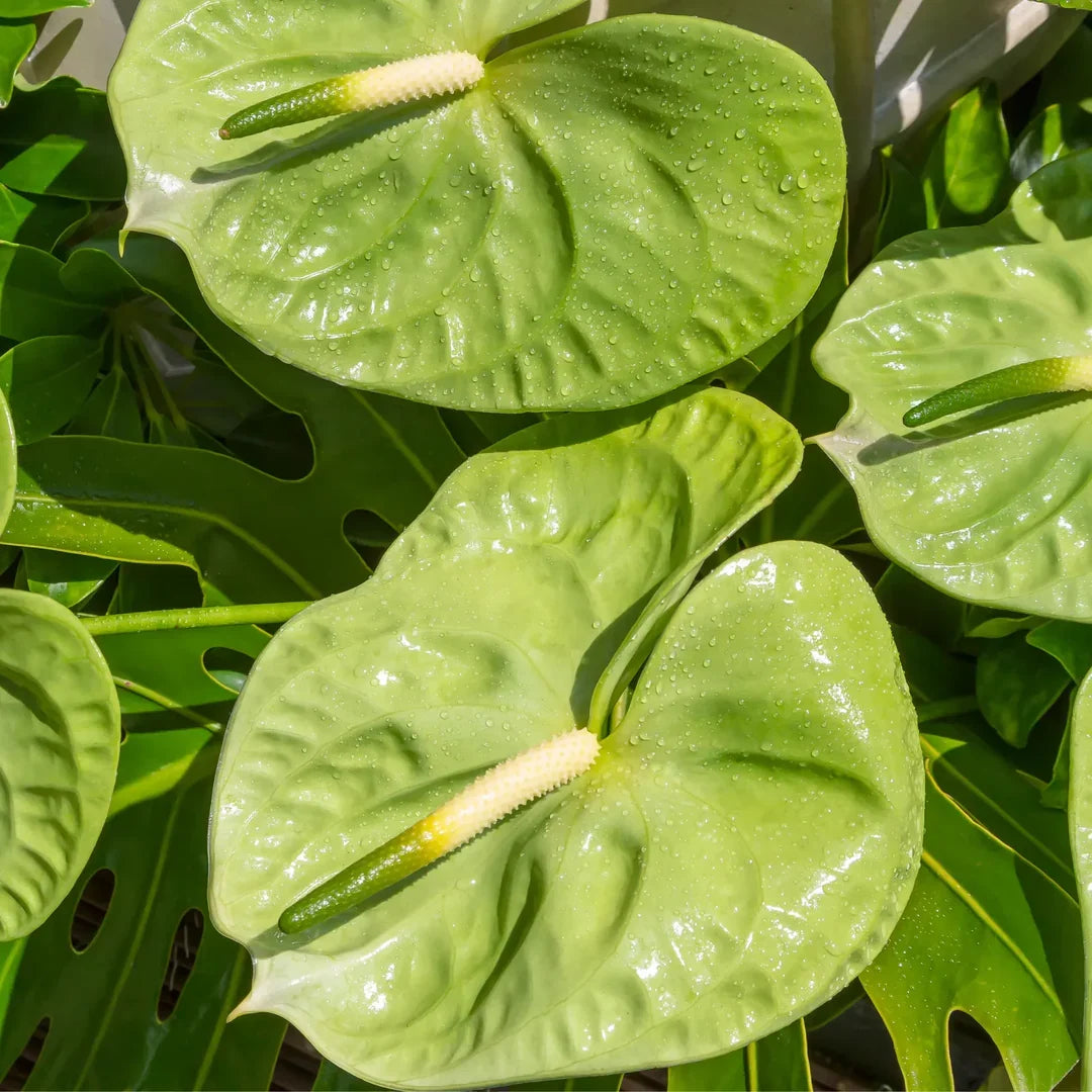 Light Green Anthurium Flower seeds for Planting Bright Blooms Heirloom & GMO Free Seeds for Home Garden