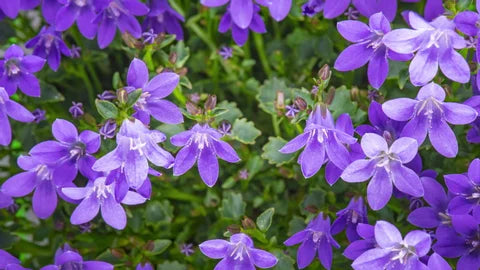 Mandrake Flower seeds for Planting Drought Tolerant, Heirloom & GMO Free Seeds for Home Garden vegetable and garden seeds
