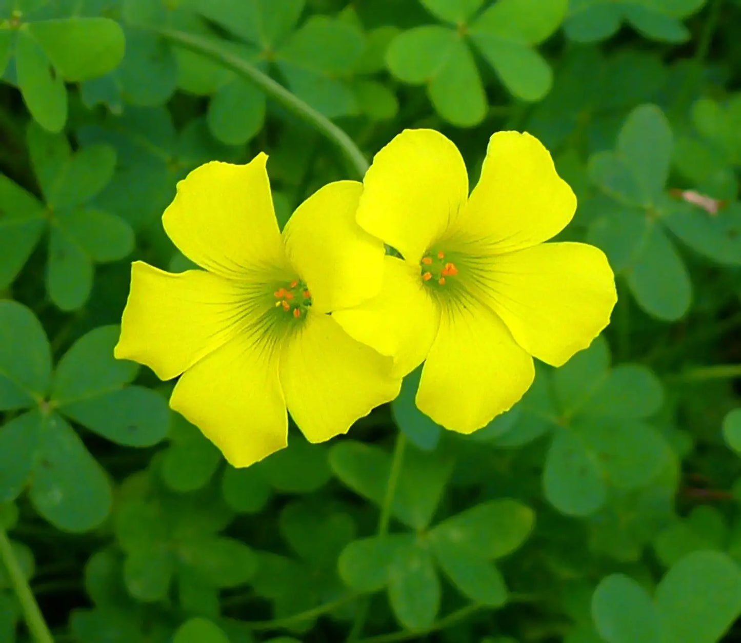 African Oxalis Flower seeds for Planting Compact Growth Heirloom & GMO Free Seeds for Home Garden