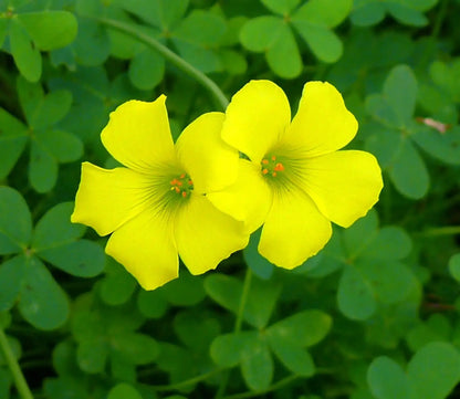 African Oxalis Flower seeds for Planting Compact Growth Heirloom & GMO Free Seeds for Home Garden