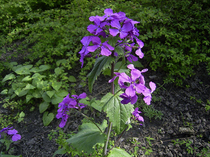 Honesty (Honesty Flower) seeds for planting in home garden
