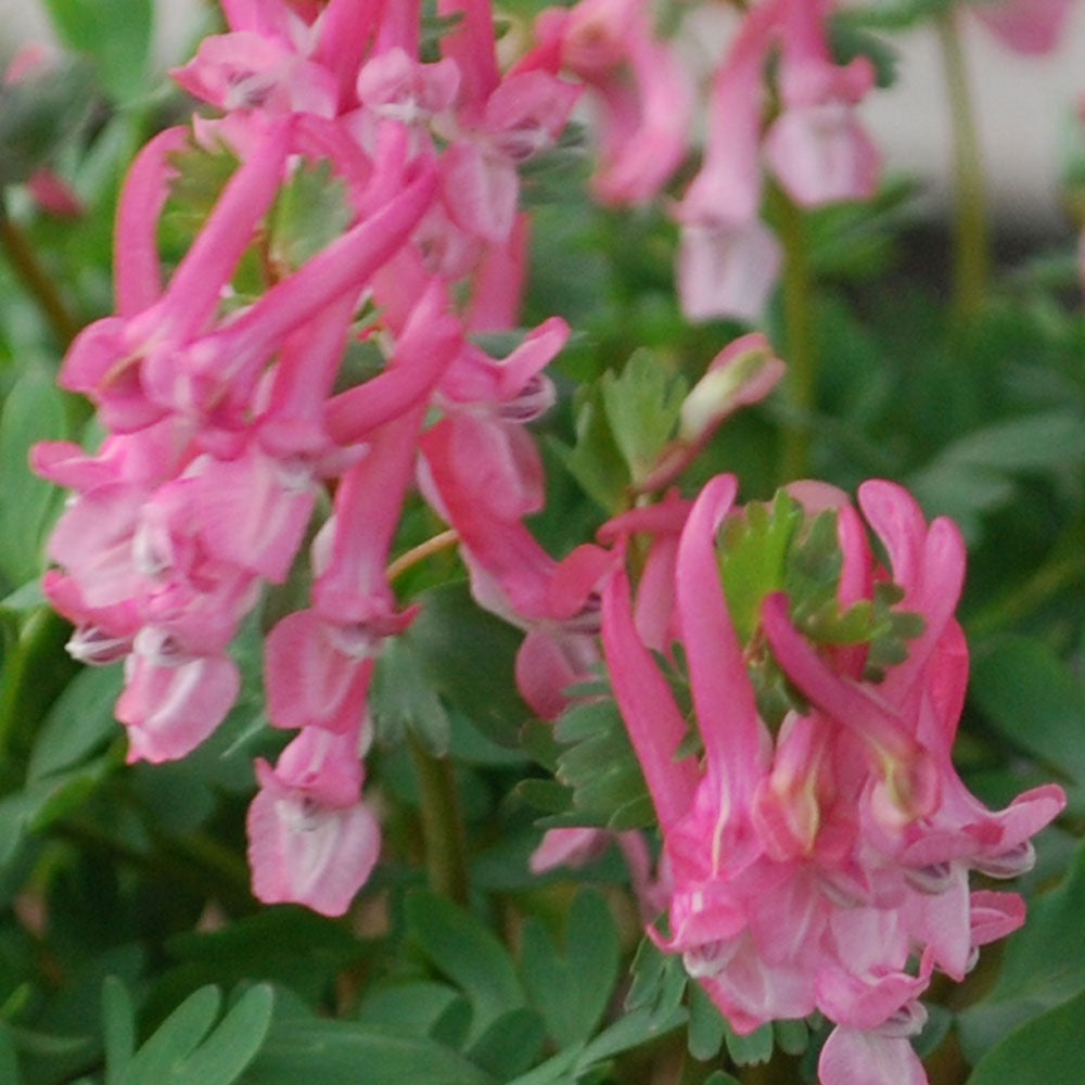 High quality Corydalis Flower seeds for Planting Cut Flower Favorite, Heirloom & GMO Free Seeds for Home Garden seeds pack