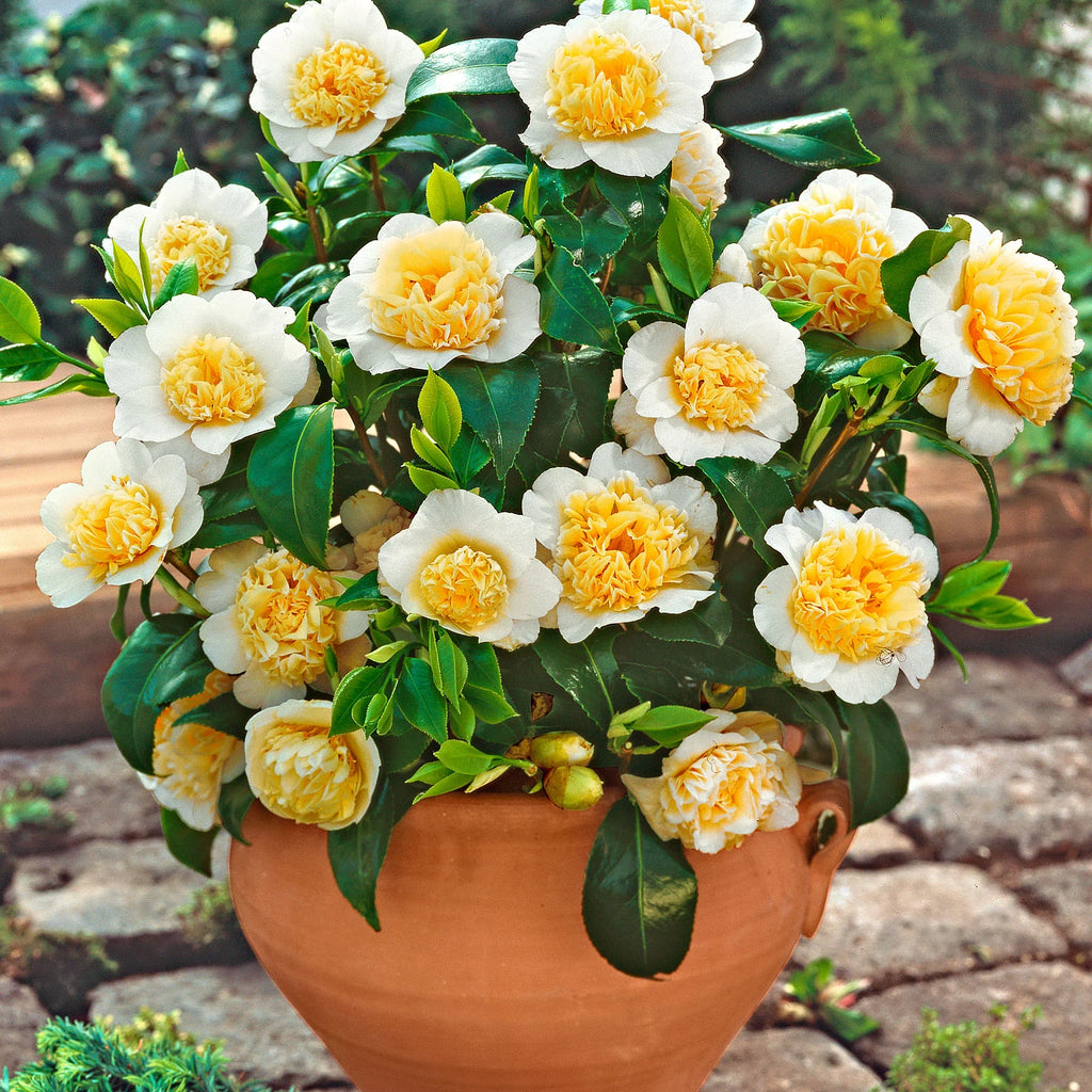 High quality Camellia Light Yellow Flower seeds for Planting Cut Flower Favorite, Heirloom & GMO Free Seeds for Home Garden seeds pack
