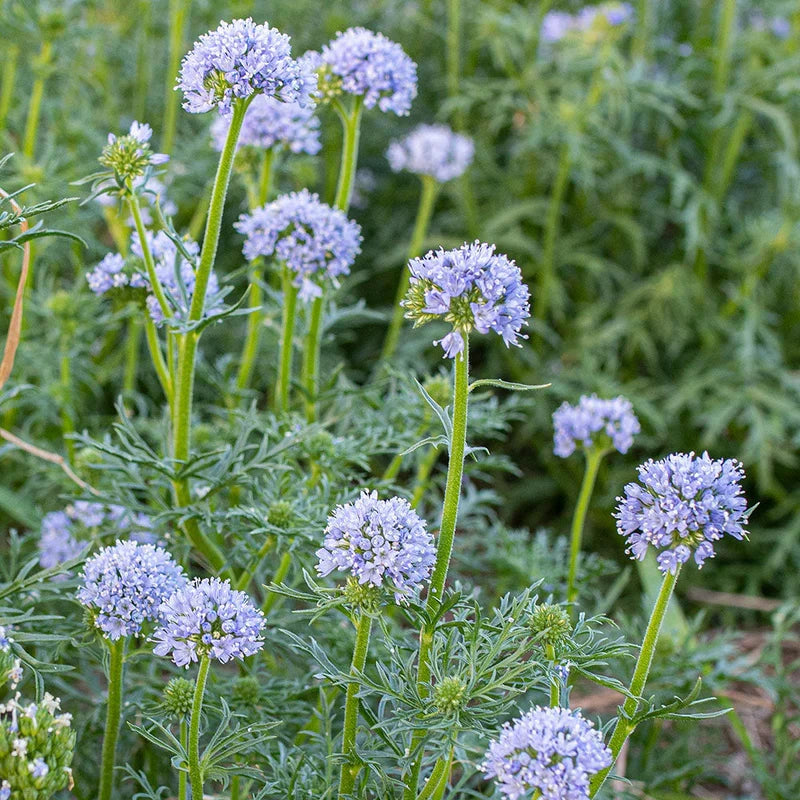 Globe Gilia Flower seeds for Planting Hardy Variety Heirloom & GMO Free Seeds for Home Garden
