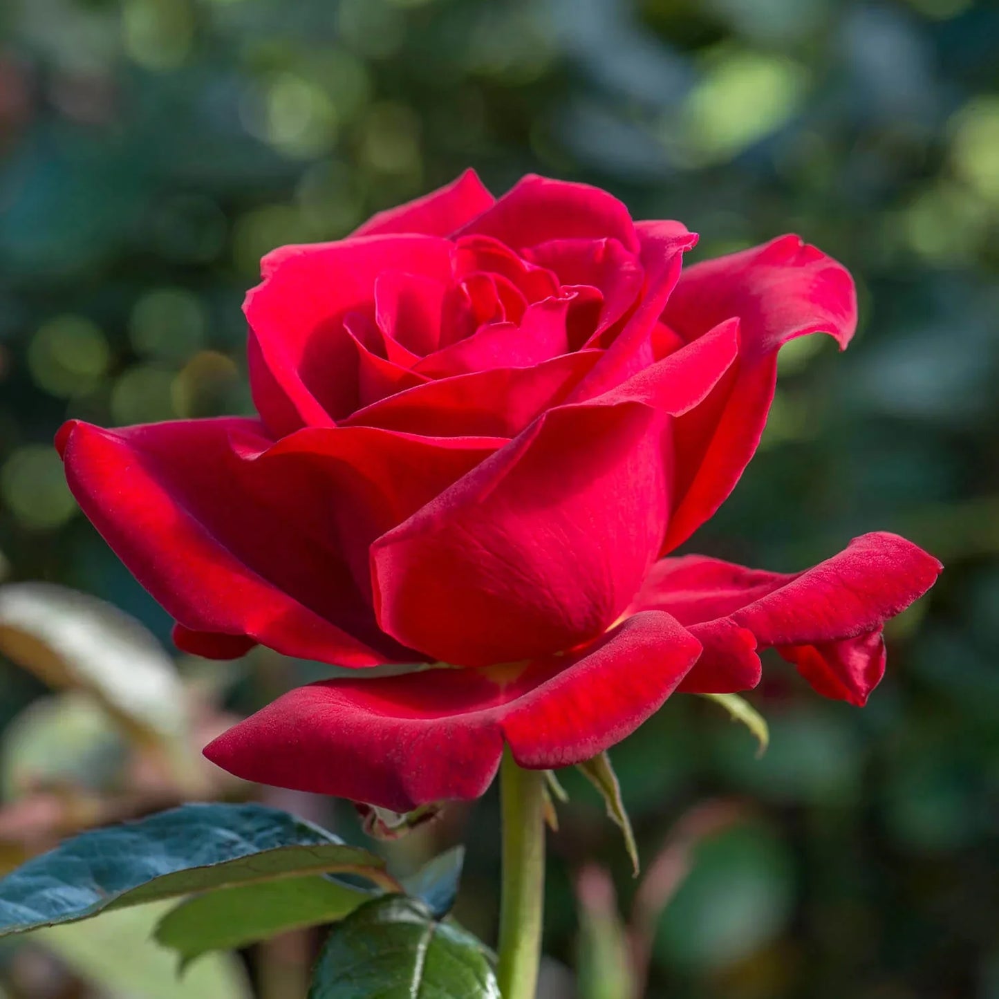 Hybrid Rose Flower seeds for Planting, Sun Loving Heirloom & GMO Free Seeds for Home Garden