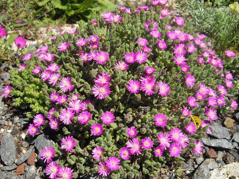 Drosanthemum Hispidum Flower seeds for Planting Wildflower Mix Heirloom & GMO Free Seeds for Home Garden