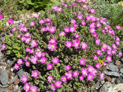 Drosanthemum Hispidum Flower seeds for Planting Wildflower Mix Heirloom & GMO Free Seeds for Home Garden