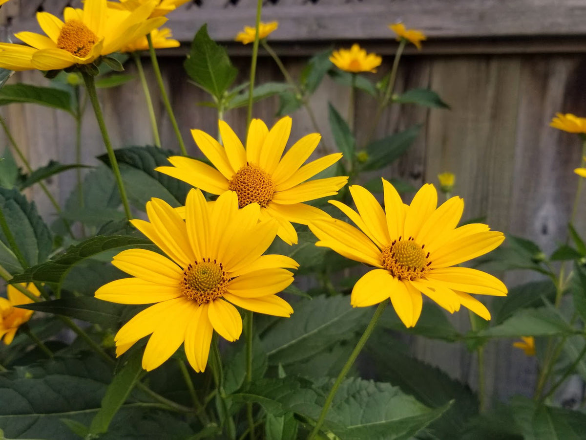 Heliopsis SunFlower seeds for Planting Colorful Display Heirloom & GMO Free Seeds for Home Garden