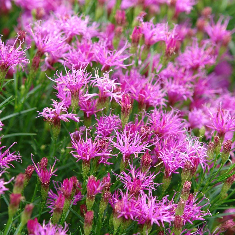 Premium Pink Dianthus Superbus Flower seeds for Planting Hardy Variety, Heirloom & GMO Free Seeds for Home Garden seeds
