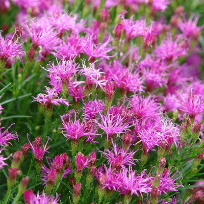 Premium Pink Dianthus Superbus Flower seeds for Planting Hardy Variety, Heirloom & GMO Free Seeds for Home Garden seeds