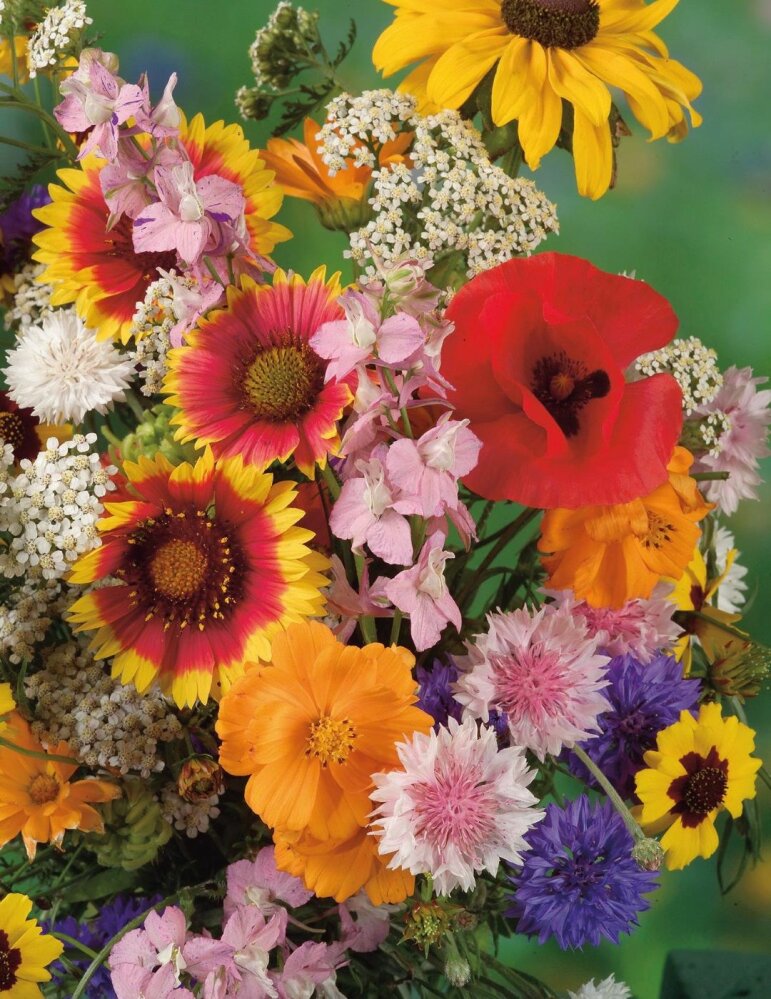 Premium Mix nApple Blossom Flower seeds for Planting Pollinator Friendly, Heirloom & GMO Free Seeds for Home Garden seeds