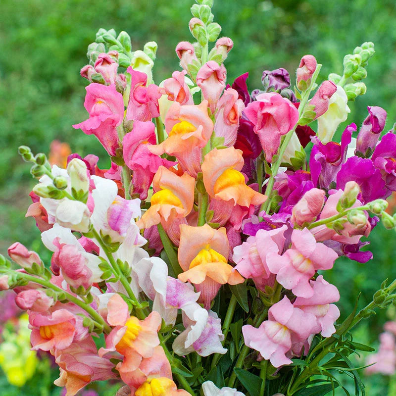 Premium Mixed Snapdragon Flower seeds for Planting Easy to Grow, Heirloom & GMO Free Seeds for Home Garden seeds