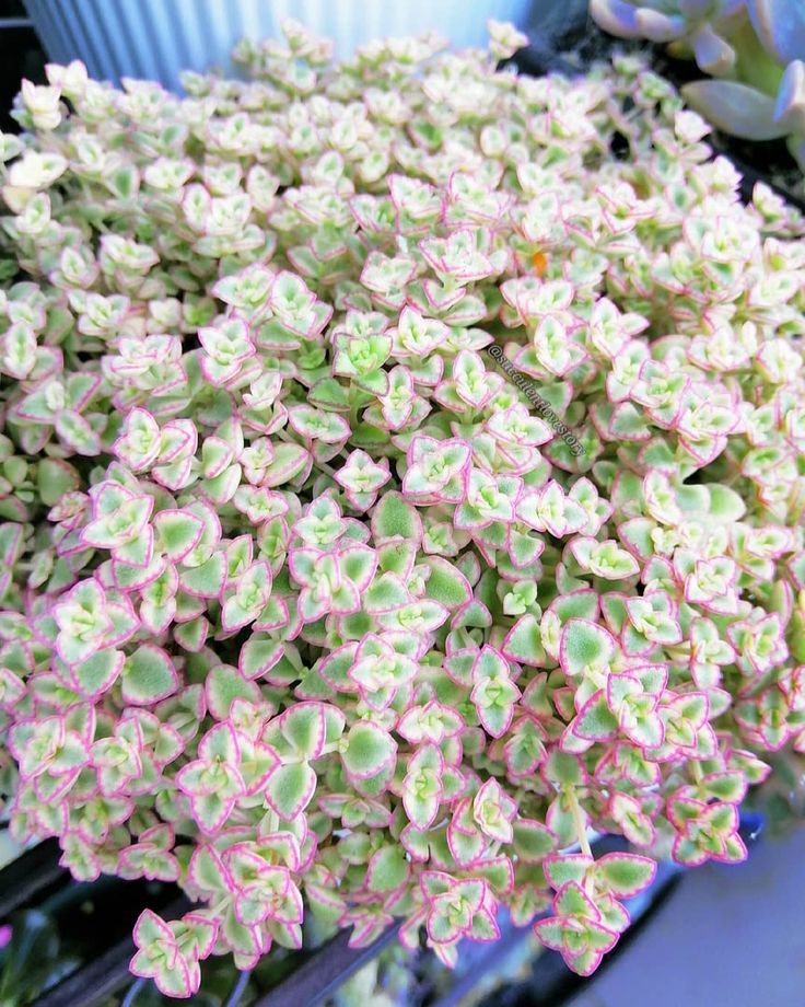 Little Missy Flower seeds for Planting Compact Growth Heirloom & GMO Free Seeds for Home Garden