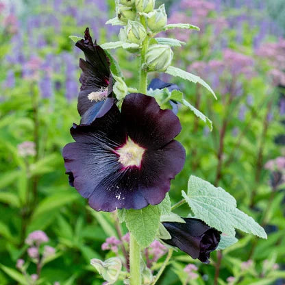 Heirloom Hollyhock Flower seeds for Planting Easy to Grow Heirloom & GMO Free Seeds for Home Garden