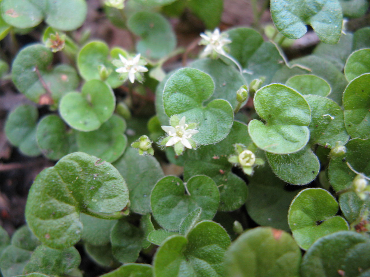 Premium Pink Dichondra Repens Flower seeds for Planting Perfect for Borders, Heirloom & GMO Free Seeds for Home Garden seeds