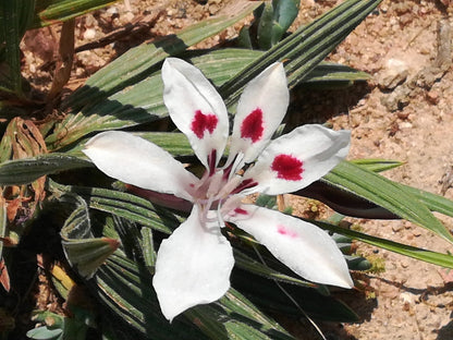 Babiana Tubulosa Flower seeds for Planting Bright Blooms Heirloom & GMO Free Seeds for Home Garden