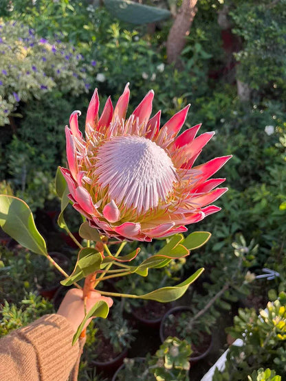 Protea Flower seeds for Planting - Perfect for Borders, Heirloom & GMO Free Seeds for Home Garden
