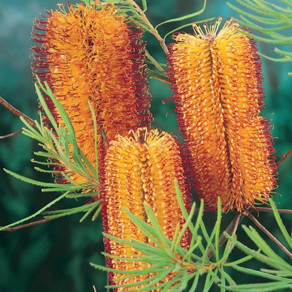 Banksia Flower seeds for Planting Drought Tolerant Heirloom & GMO Free Seeds for Home Garden