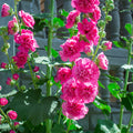 Pale Pink Hollyhock Flower seeds for Planting Long Bloom Season, Heirloom & GMO Free Seeds for Home Garden seeds for planting