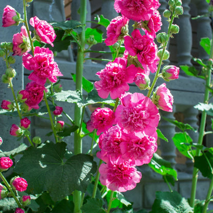 Baby Pink Hollyhock Flower seeds for Planting - Hardy Variety, Heirloom & GMO Free Seeds for Home Garden