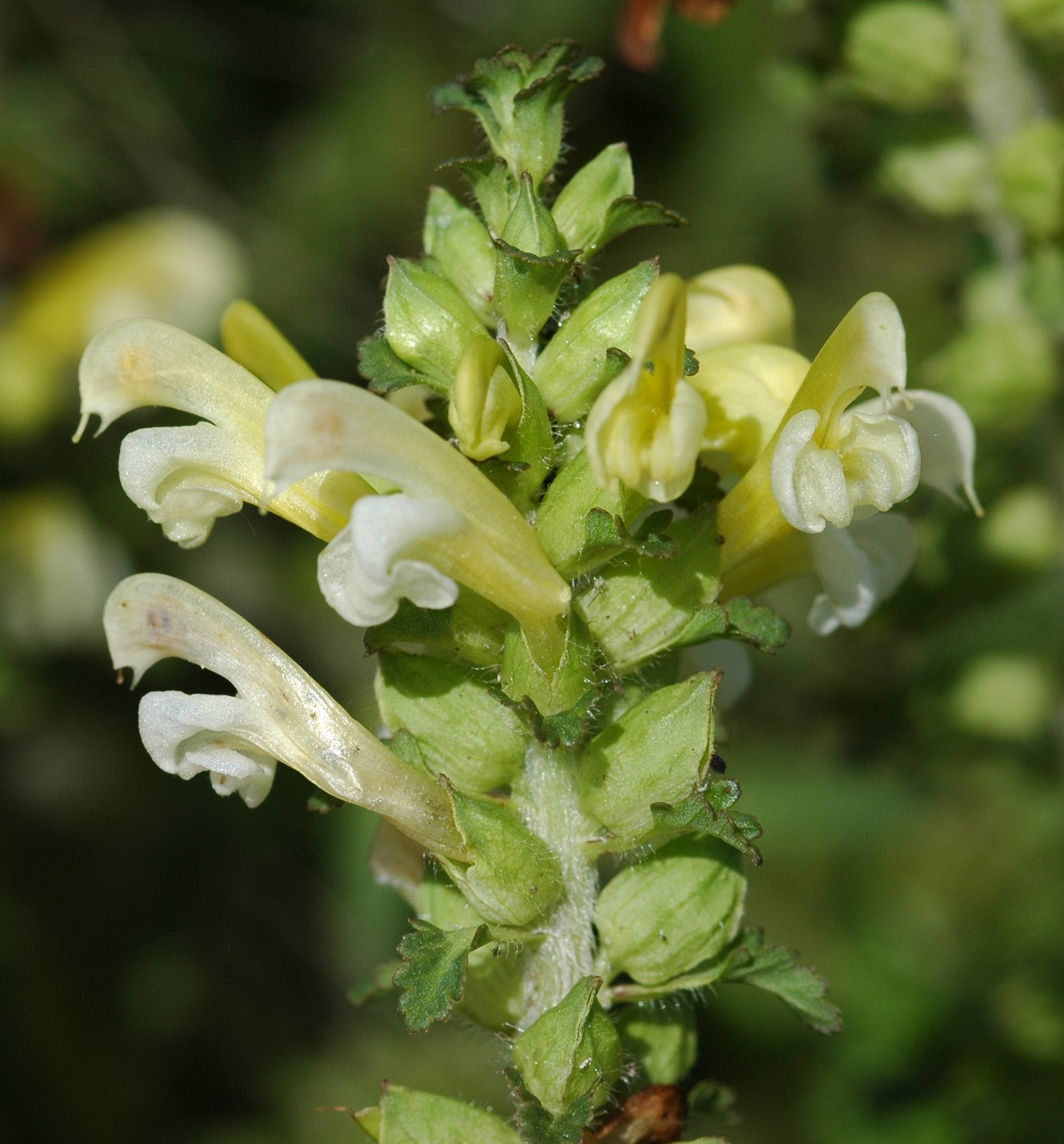 Lousewort Flower seeds for Planting Perfect for Borders, Heirloom & GMO Free Seeds for Home Garden vegetable and garden seeds