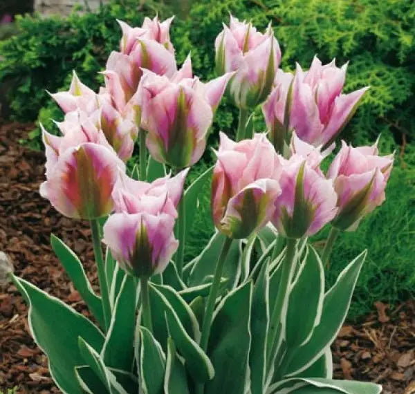 High quality Green Pink Tulip Flower seeds for Planting Wildflower Mix, Heirloom & GMO Free Seeds for Home Garden seeds pack