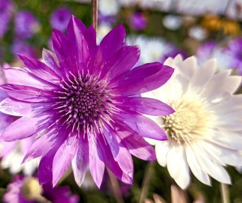 High quality Xeranthemum Annuum Flower seeds for Planting Wildflower Mix, Heirloom & GMO Free Seeds for Home Garden seeds pack