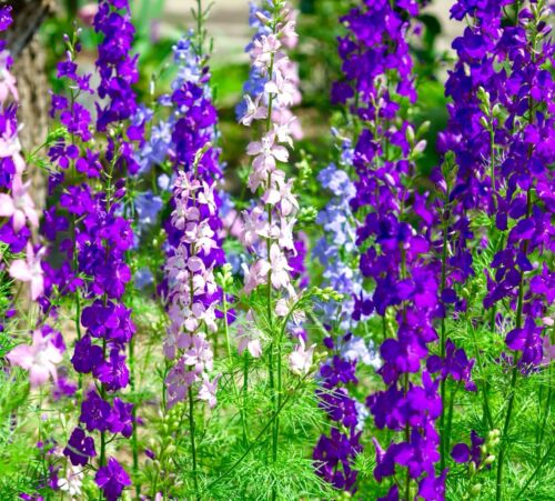 Premium Larkspur Flower seeds for Planting Garden Favorite, Heirloom & GMO Free Seeds for Home Garden seeds
