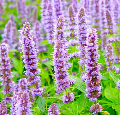 Agastache Mexicana Flower seeds for Planting Hardy Variety Heirloom & GMO Free Seeds for Home Garden