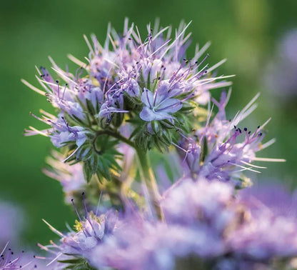 Lacy Phacelia Flower seeds for Planting Sun Loving Heirloom & GMO Free Seeds for Home Garden