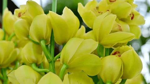 Premium Light Green Cymbidium Orchid Flower seeds for Planting Cut Flower Favorite, Heirloom & GMO Free Seeds for Home Garden seeds