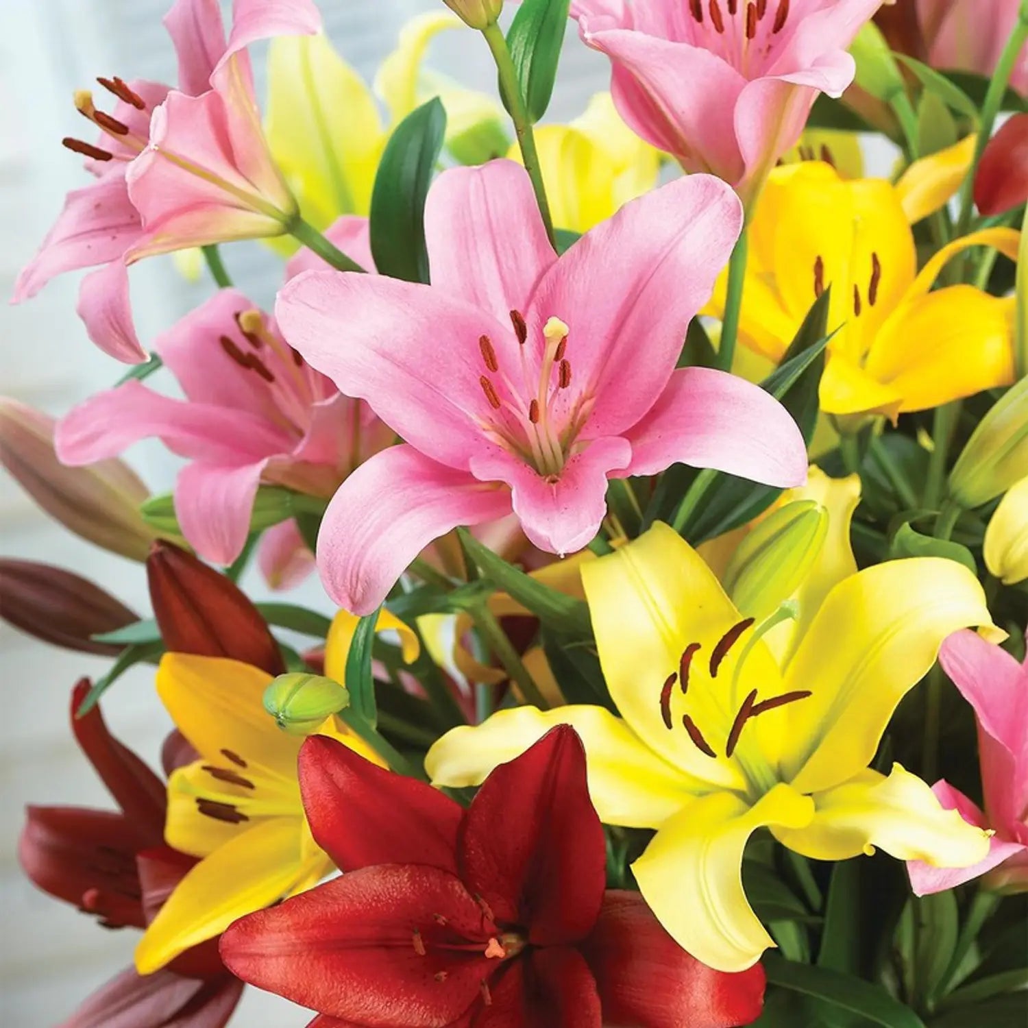 High quality Mixed Di Giglio Flower seeds for Planting Easy to Grow, Heirloom & GMO Free Seeds for Home Garden seeds pack
