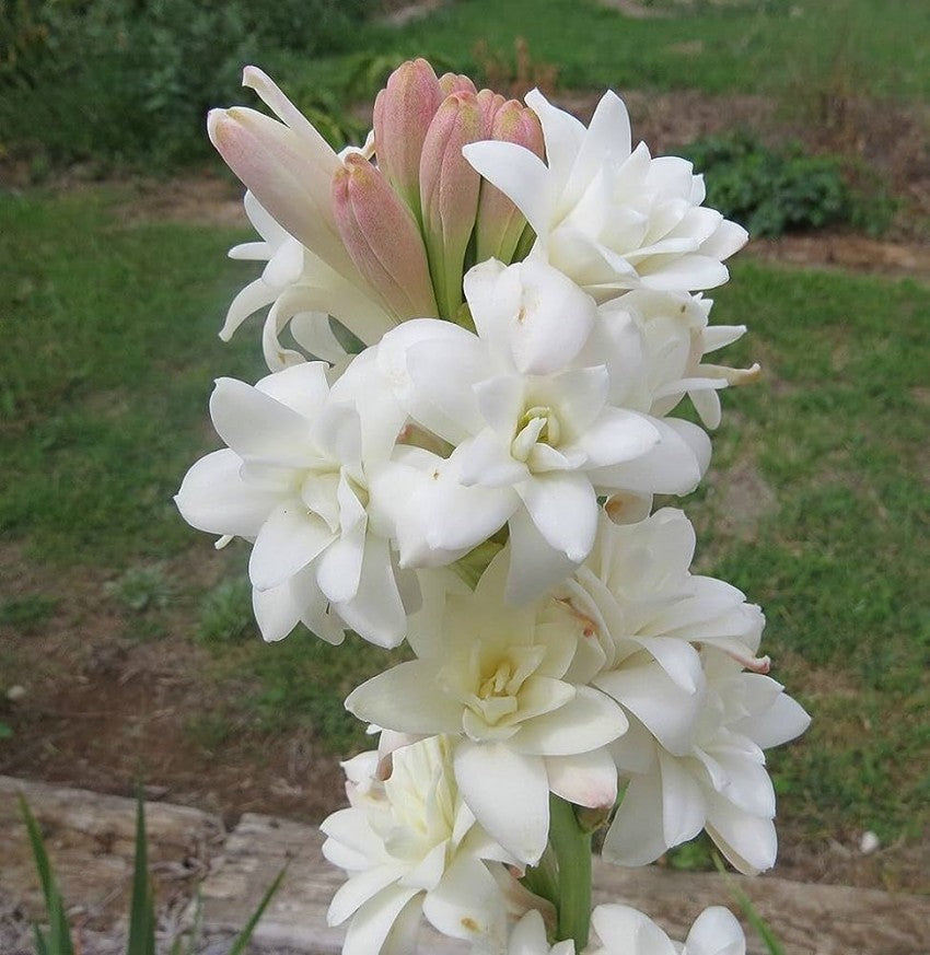 High quality Asperata Flower seeds for Planting Hardy Variety, Heirloom & GMO Free Seeds for Home Garden seeds pack