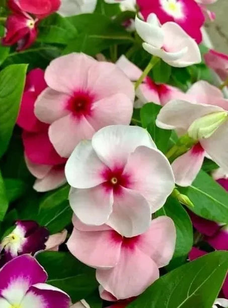 Light Pink Vinca Periwinkle Flower seeds for Planting Sun Loving, Heirloom & GMO Free Seeds for Home Garden vegetable and garden seeds