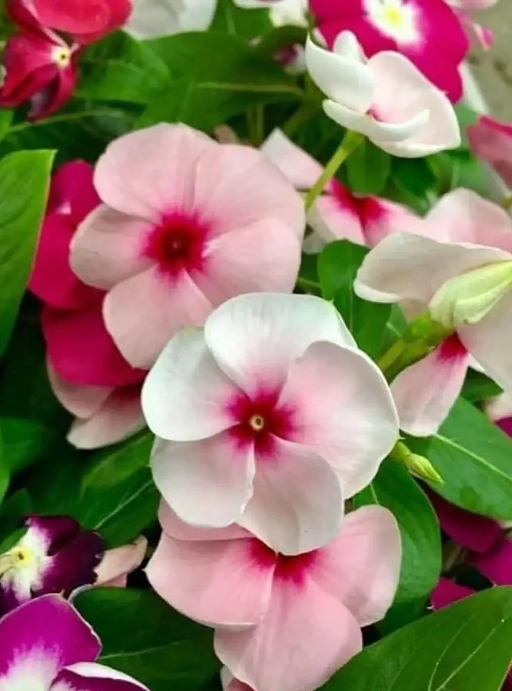 Pink Vinca Flower seeds for Planting Fragrant Blossoms, Heirloom & GMO Free Seeds for Home Garden vegetable and garden seeds